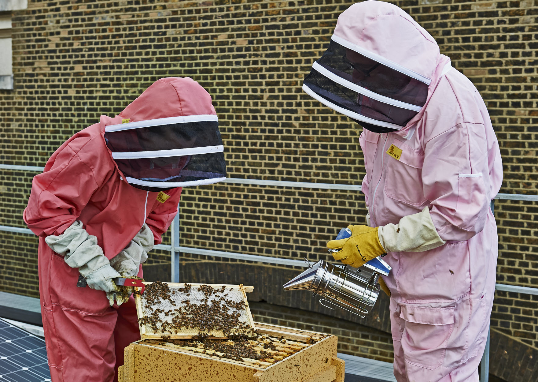 Staff engagement and sustainability: The British Museum Bee Club - The ...