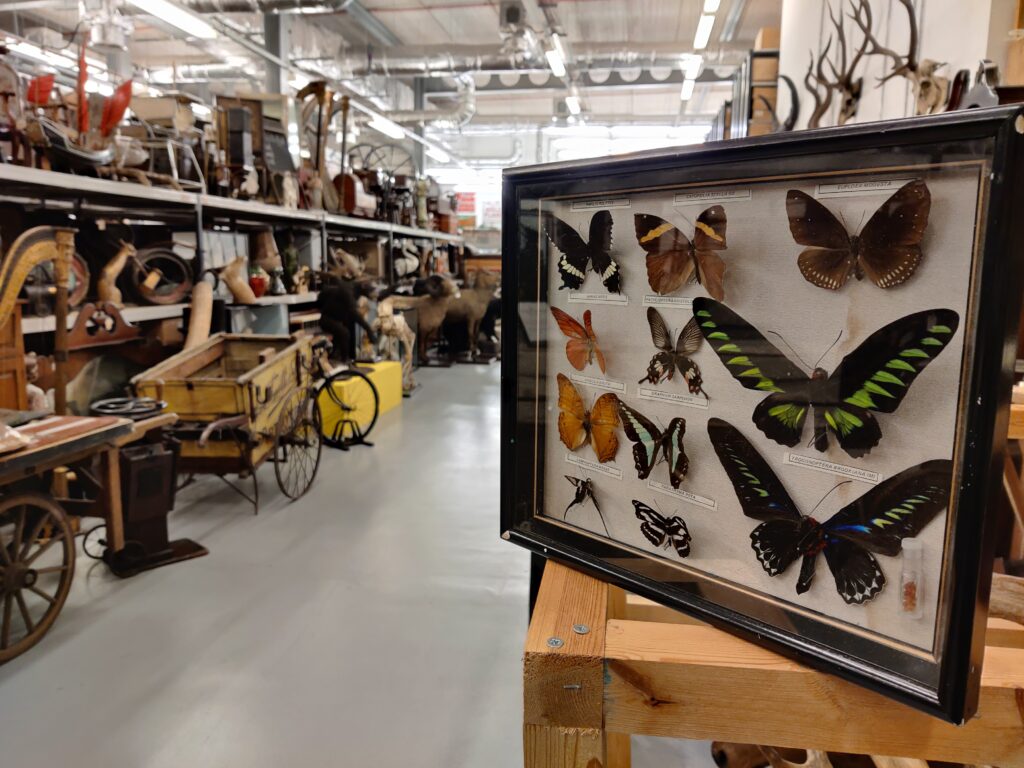 Inside Leeds Discovery Centre. Storage space shows objects on shelving, the foreground a framed box with pinned butterflies