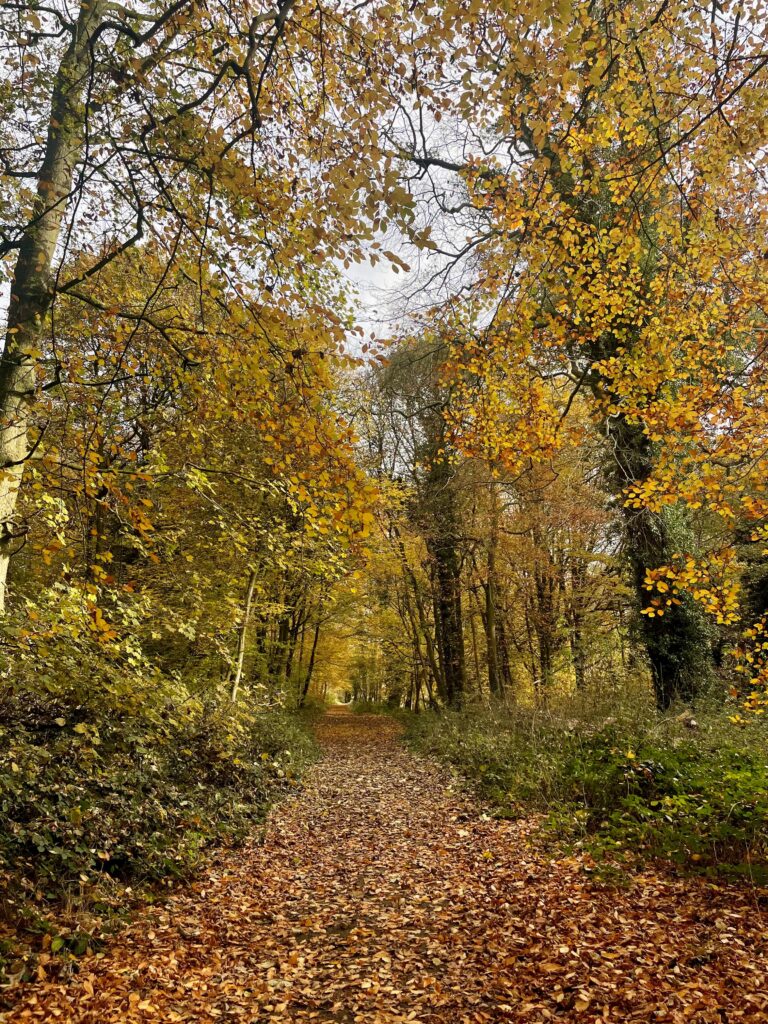 An avenue of trees with autumnal leaves